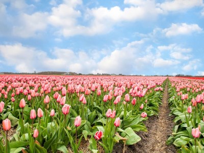 Holiday house Gemütliches Ferienhaus in Sint Maartensvlotbrug mit gemeinsamer Terrasse - Environment photo 32