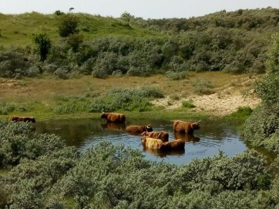 Holiday park Beach House in Wijk aan Zee with Sea Views - Environment photo 31