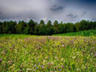 Holiday park Lodge in Schaijk near Green Forests - Environment photo 16