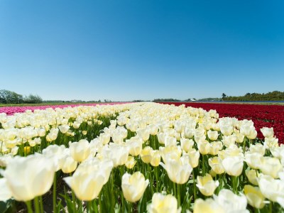 Holiday house Modernes Ferienhaus zwischen Schoorl und Bergen - Environment photo 25