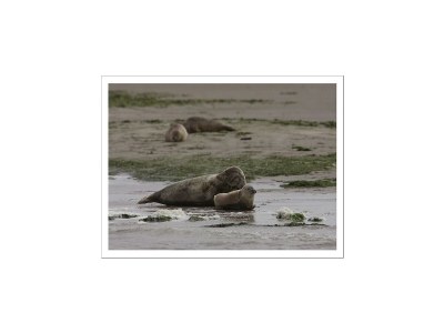 Farmhouse Authentisches Bauernhaus in Pingjum mit Whirlpool - Environment photo 30