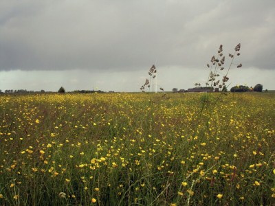 Farmhouse Luxury Mansion near Sea in Pingjum - Environment photo 25
