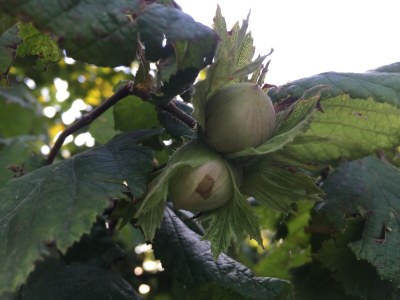 Holiday apartment Cascina Curairone - Environment photo 29