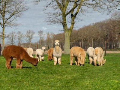 Holiday park Holiday Home in Brabant with Private Spa - Environment photo 19