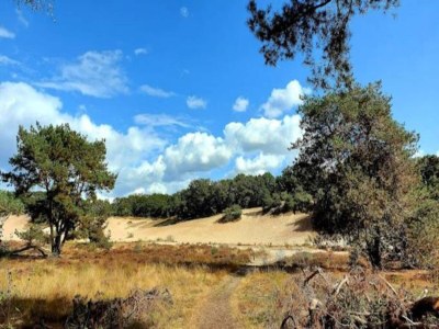 Holiday park Holiday Home in Brabant with Private Spa - Environment photo 23