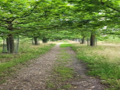 Holiday park Holiday Home in Brabant with Private Spa - Environment photo 26