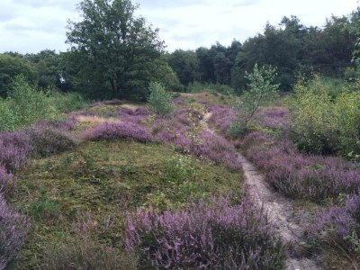 Holiday park Safari Tent in Arcen near Nature - Environment photo 28