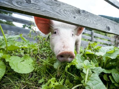 Apartment Apartment Johanna/2 Schlafräume/Dusche, - Outdoor photo 16