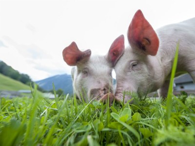 Apartment Apartment Johanna/2 Schlafräume/Dusche, - Outdoor photo 17