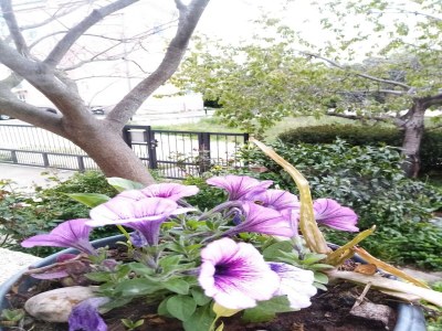 Apartment Apartments Vanja Škara Biograd - Studio Apartment with Terrace - Outdoor photo 5