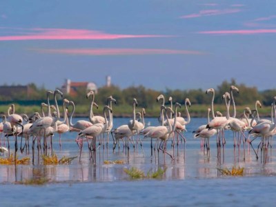 Holiday house Holiday home in Rosolina Mare - Environment photo 30