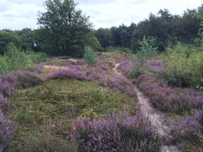 Holiday park Apartment in the Netherlands near Nature - Environment photo 30