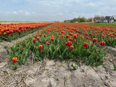 Holiday house Ferien und Meer Julianadorp - Environment photo 16