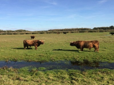 Holiday house Amazing holiday home in Lauwersoog with sauna - Environment photo 36