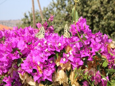 Villa Villa in Prines with White Mountains View - Outdoor photo 73