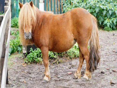 Holiday park Wellnesshaus in Brabant mit privatem Spa - Environment photo 25