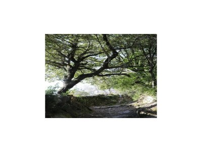 Apartment Beautiful apartment in Mazzola with sauna - Environment photo 25