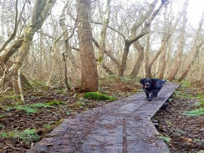 Holiday park Villa am Weerribben Park - Environment photo 35