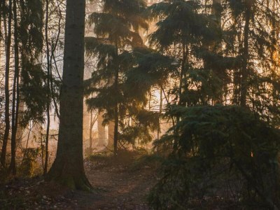 Holiday house Forest House in Appelscha near National Parks - Environment photo 21