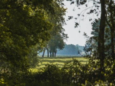 Holiday house Forest House in Appelscha near National Parks - Environment photo 22