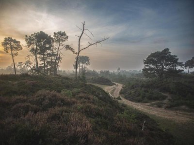 Holiday house Forest House in Appelscha near National Parks - Environment photo 36