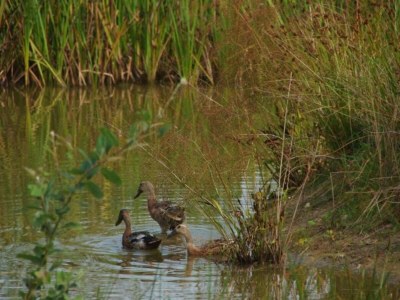 Holiday house Forest House in Appelscha near National Parks - Environment photo 37