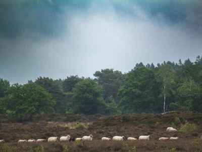 Holiday house Forest House in Appelscha near National Parks - Environment photo 38