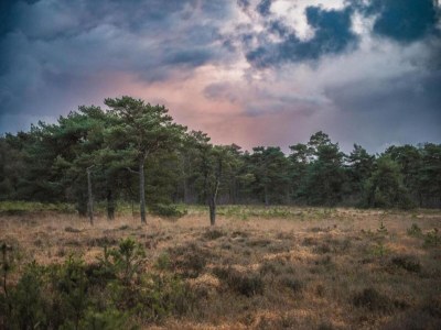 Holiday house Forest House in Appelscha near National Parks - Environment photo 40