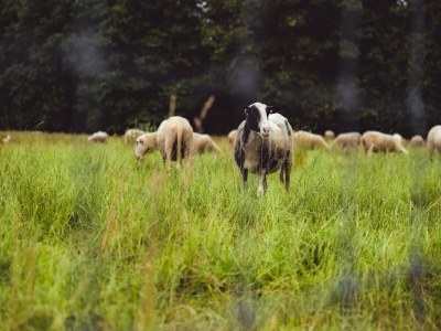 Holiday park Komfortabler Bungalow in der Veluwe - Environment photo 18
