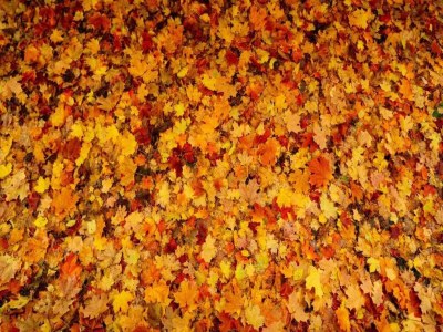 Holiday park Komfortabler Bungalow in der Veluwe - Environment photo 22