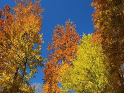 Holiday park Komfortabler Bungalow in der Veluwe - Environment photo 26
