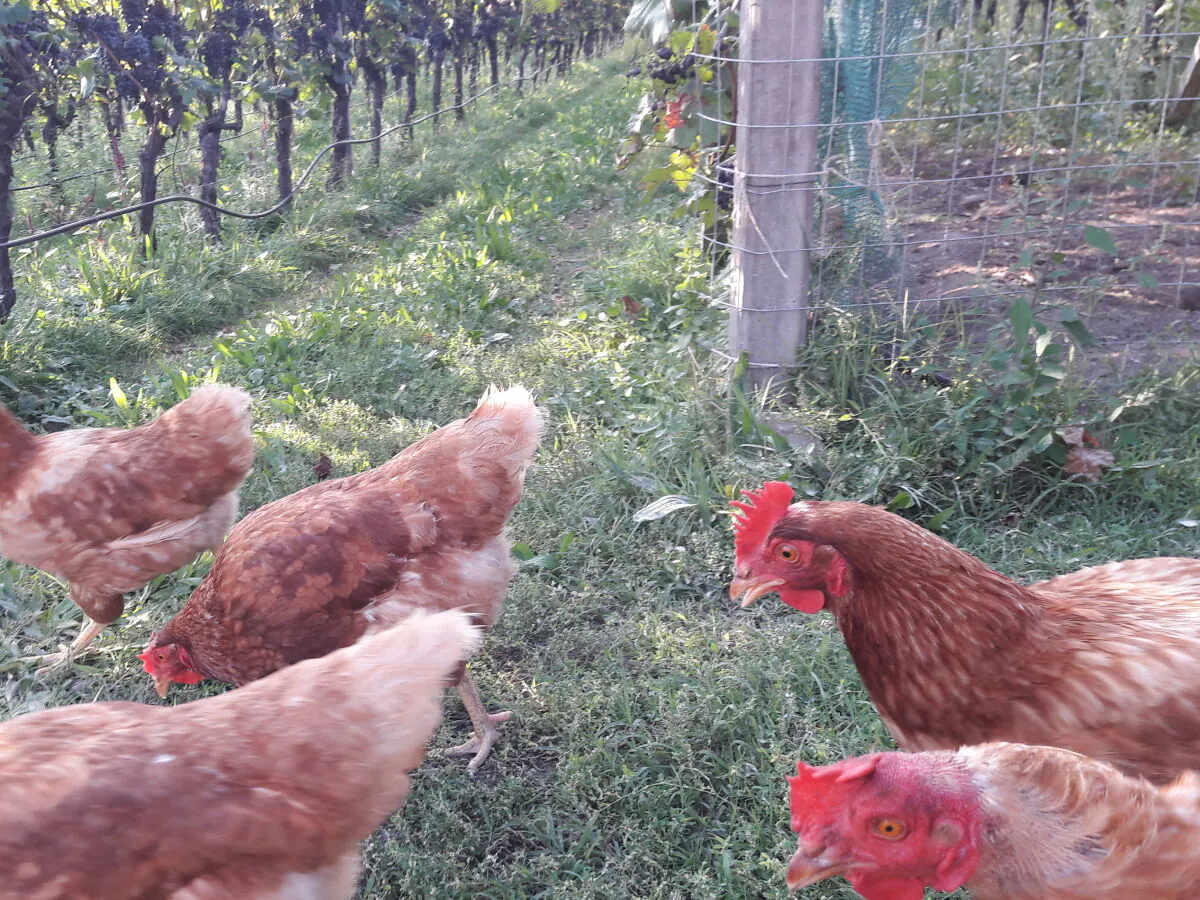 Holiday apartment Chardonnay - Outdoor photo 5