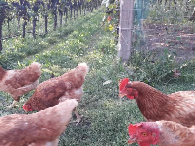 Holiday apartment Chardonnay - Outdoor photo 5