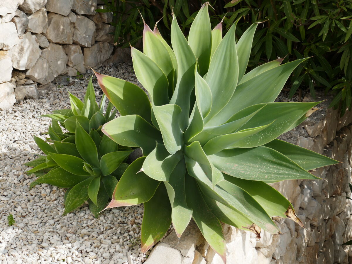 Holiday apartment Calpe - Outdoor photo 4