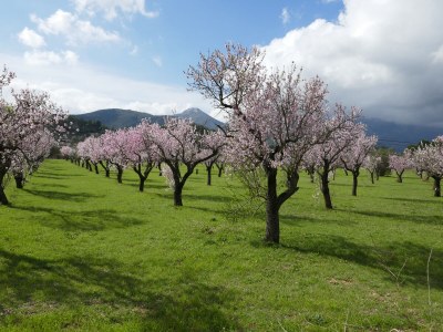 Holiday apartment Calpe - Environment photo 28