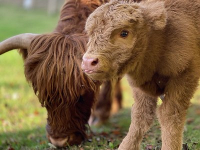 Holiday house Forsthaus Gut Malberg - Outdoor photo 16