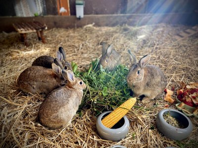 Holiday house Forsthaus Gut Malberg - Outdoor photo 18