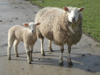 Holiday apartment Schafweg 4 - Environment photo 10