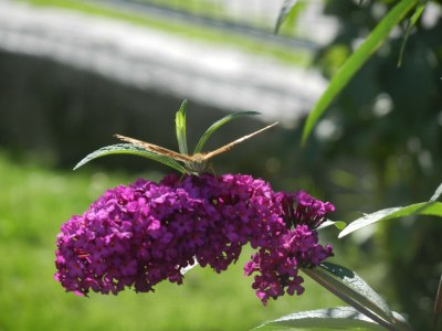 Apartment Appartement/Fewo, Dusche, WC, 1 Schlafraum - Outdoor photo 15
