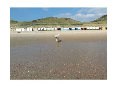 Bungalow Zee, Bos en Duin - Environment photo 12