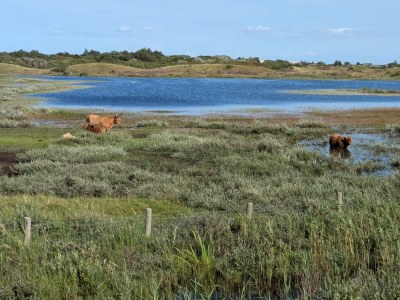 Holiday house Cozy Bungalow 153 - right by the sea - Environment photo 22
