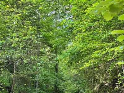 Holiday house Chalet Bergblick - Environment photo 33