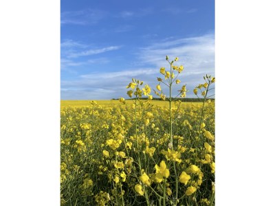 Holiday house Küstenrose - Environment photo 22