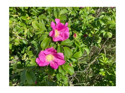 Holiday house Küstenrose - Environment photo 25