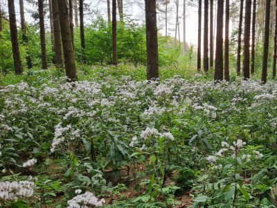 Apartment Fewo Ollywood Hills, 1 Schlafzi, Dusche, WC, - Features photo 10