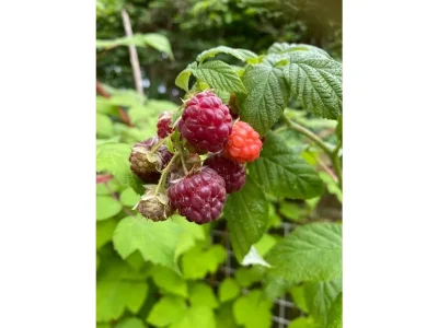 Holiday apartment House on the Dyke - Environment photo 23