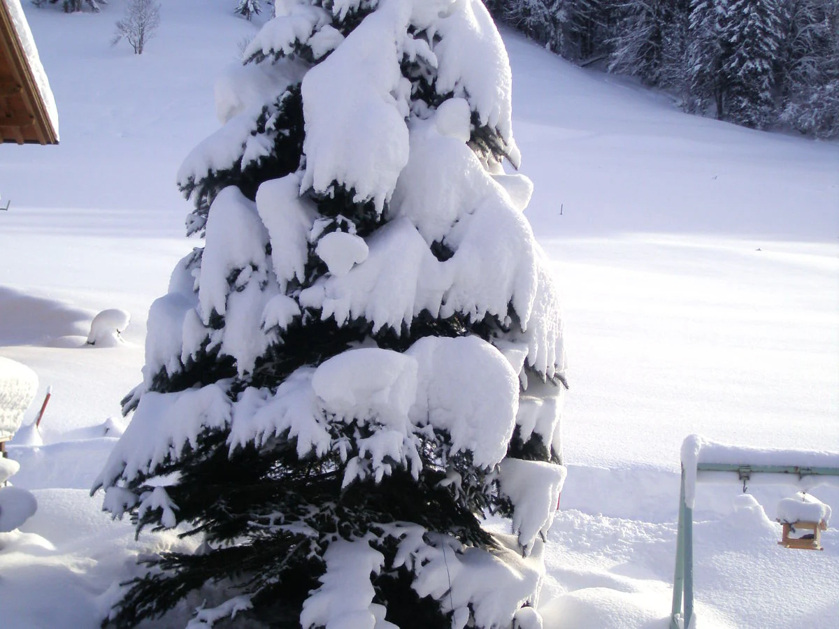 Holiday apartment Haus Troy - Outdoor photo 3