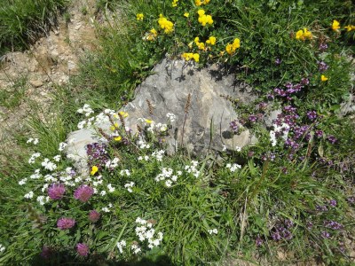 Holiday apartment Haus Troy - Environment photo 15