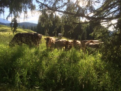 Holiday apartment Haus Troy - Environment photo 19