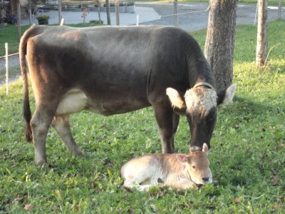 Holiday apartment Haus Troy - Environment photo 20